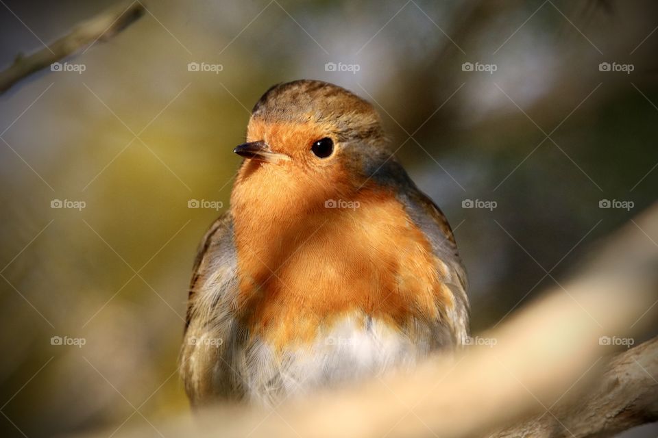 Robin