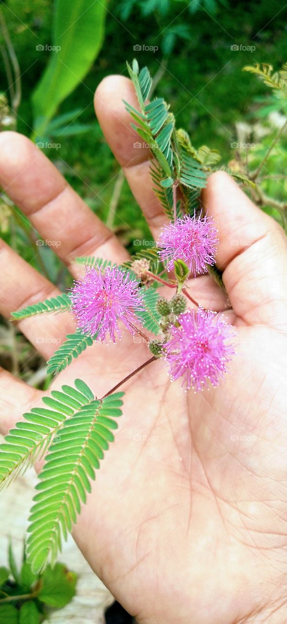Shy princess flowers and palms