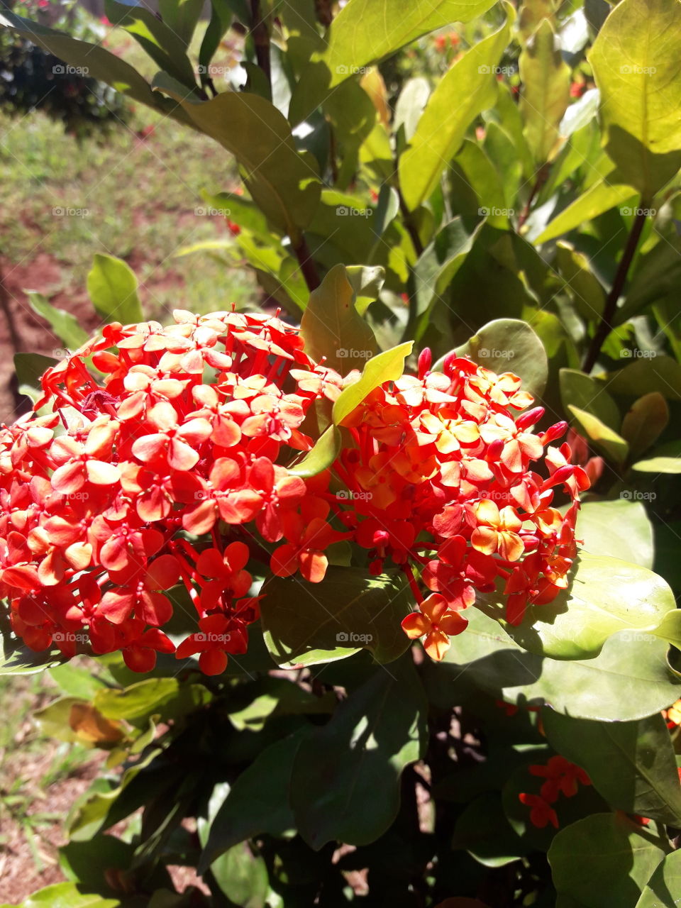 Ixora vermelhas lindas