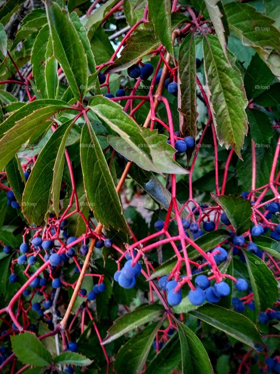 Colourful wild grape