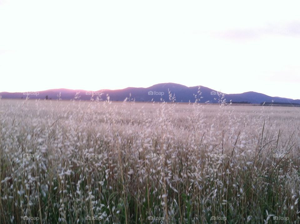 Wheat fields of Idaho. Wheat field in Hayden, Idaho