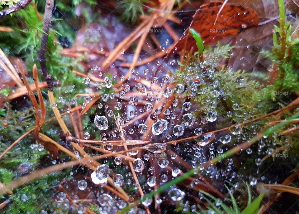 Waterdrops on a spiderweb