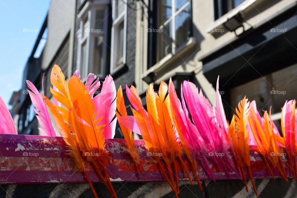 Feathers in a street. Art?