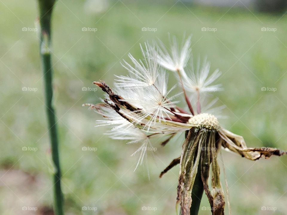 Dandelion,plant