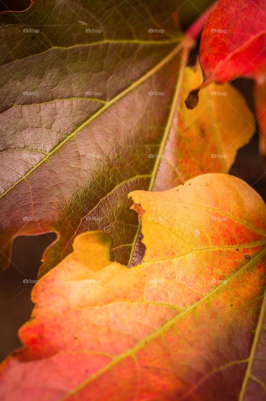 Fallen leaves in autumn and winter colors.