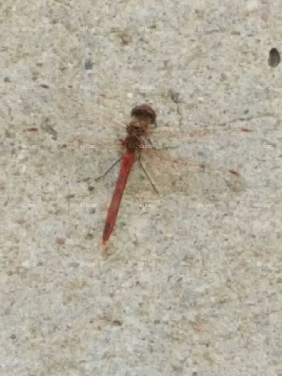 mother of dragonflies
