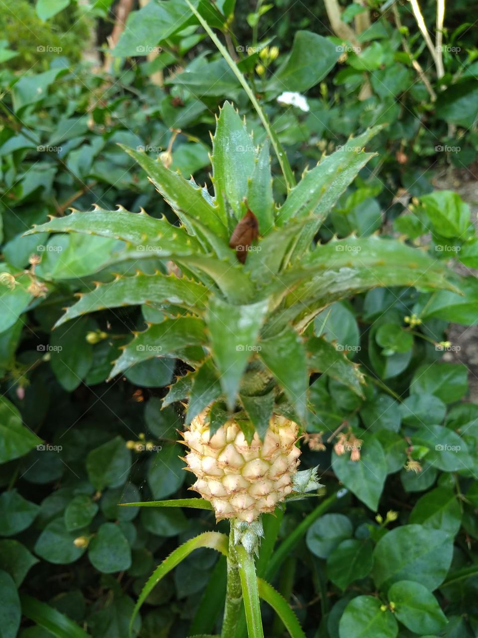 Beautiful Mini Pineapple Decorative Flowers
