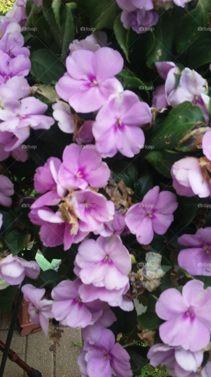 Lilac Begonia