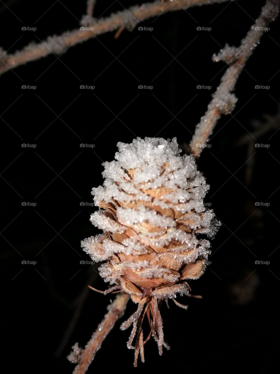 Frost covered pine cone