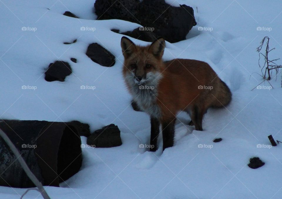 Red Fox Winter #2