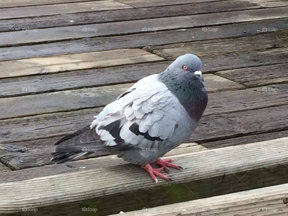 Cold pigeon 