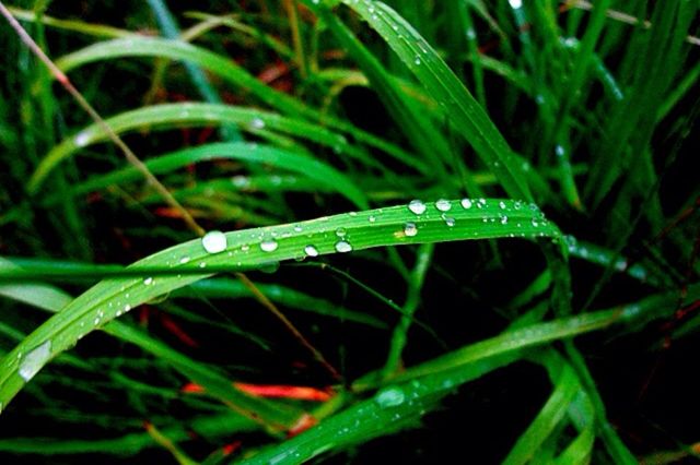 sweden city nature grass by strmisabella