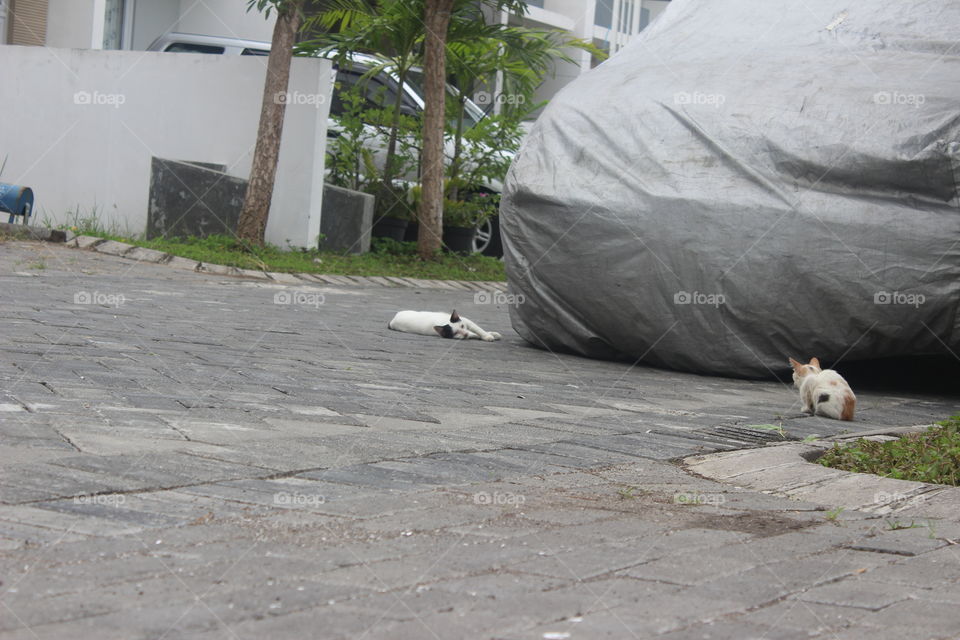 cats love to playing arround of my cars, sometimes they sleep under the cars, why? i don't know 😀