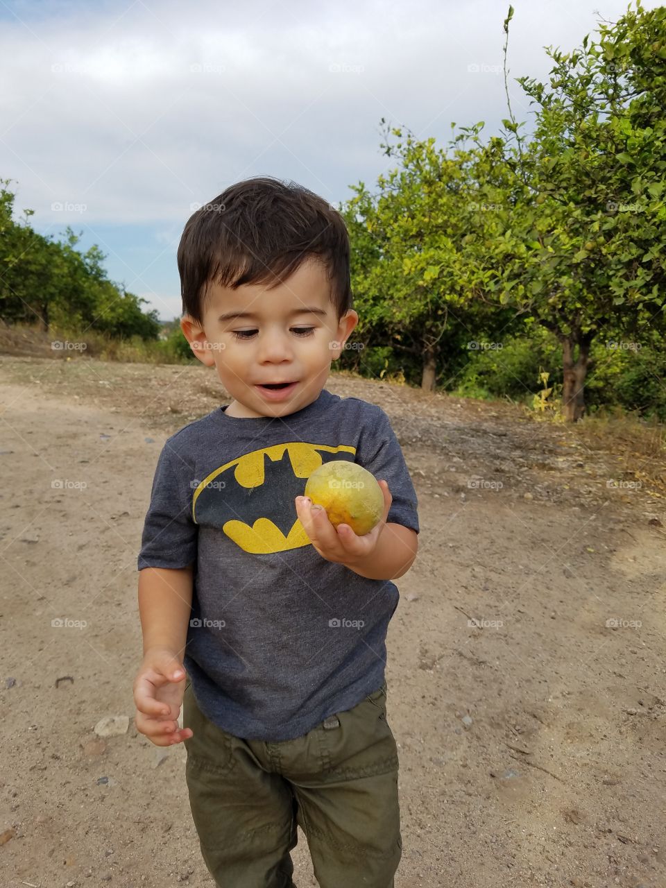 lemon trees