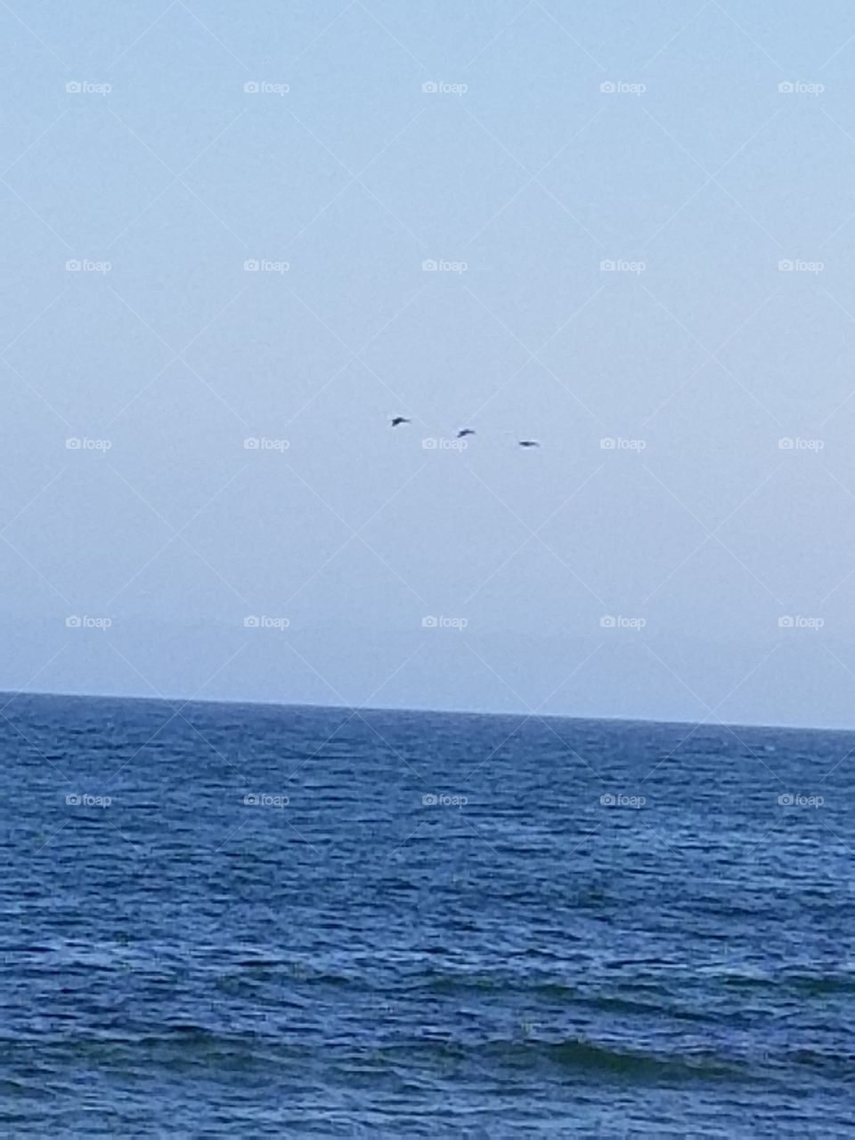 Bird formation over the sea.