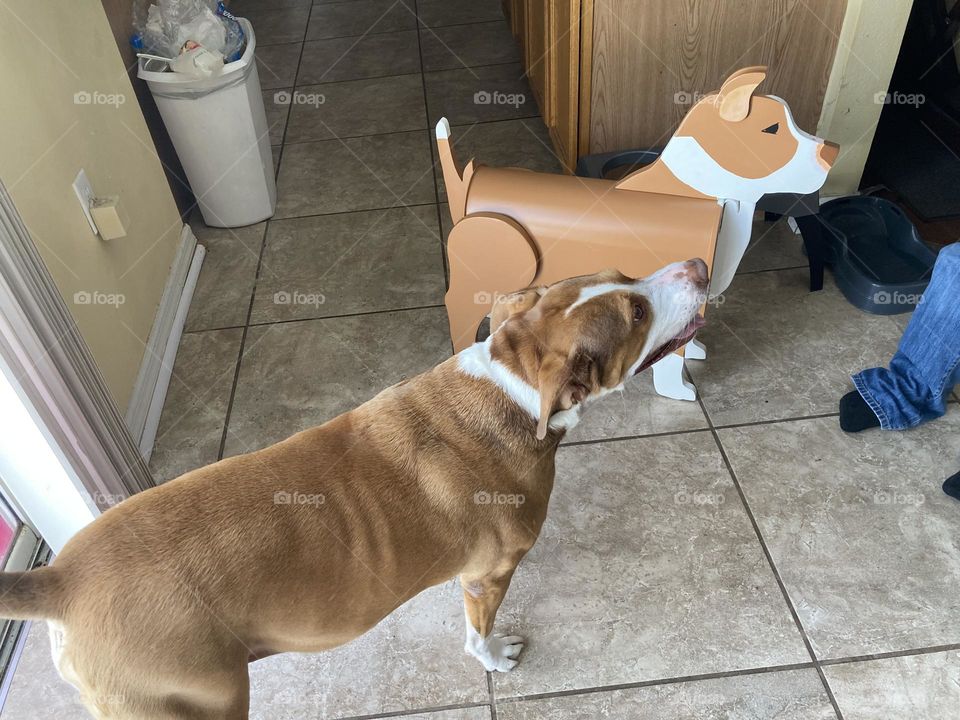 Self portrait dog mailbox 