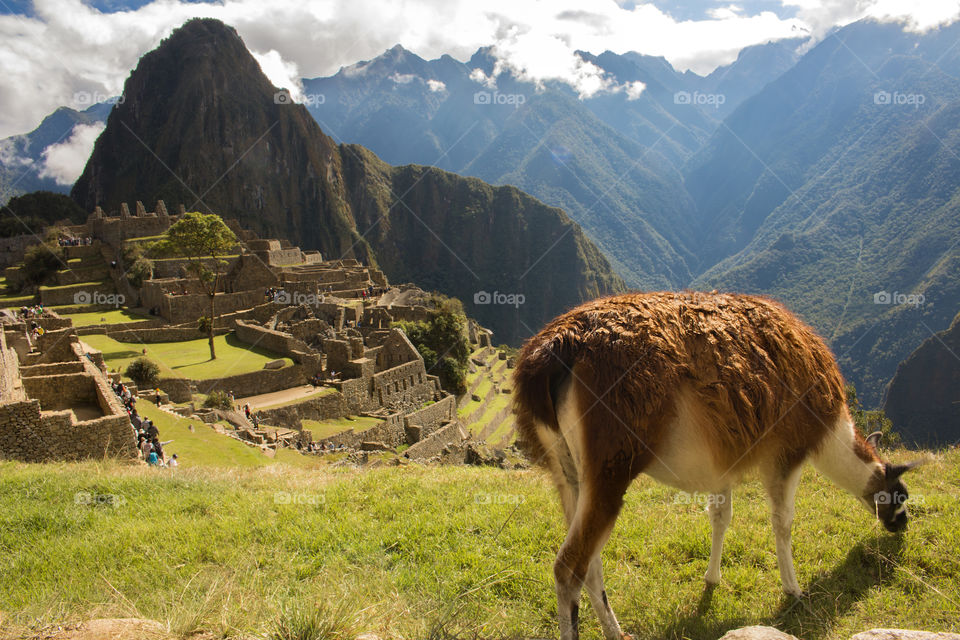 Llama grazing at Machu Picchu