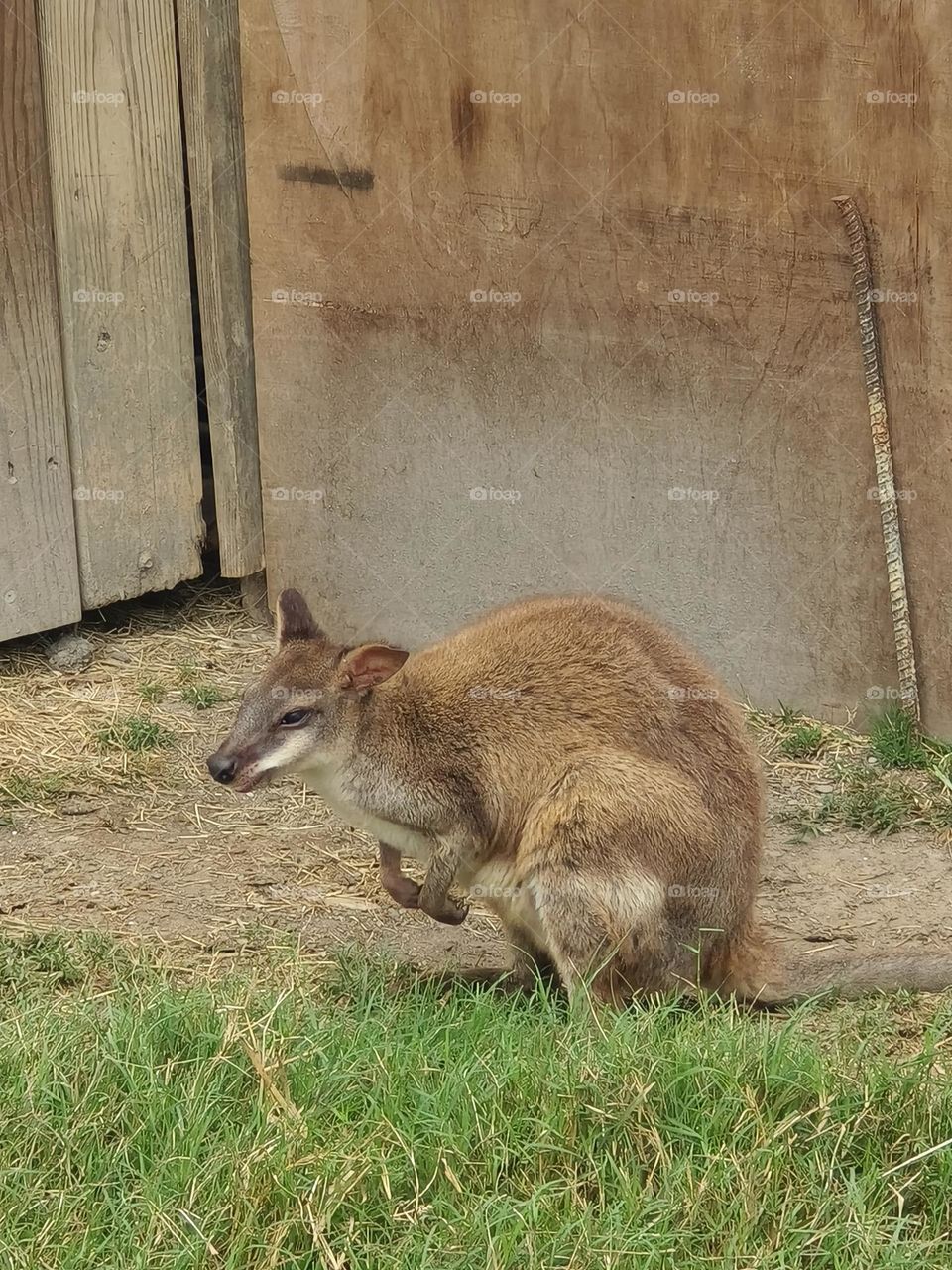 Kangaroos at Chulu Ranch in Beinan Township