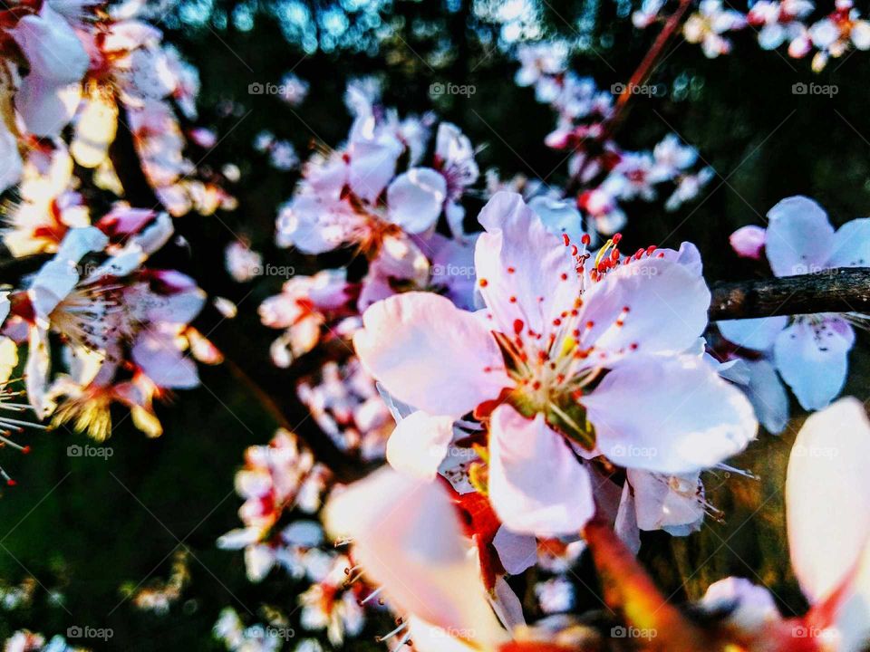 Pretty in Pink