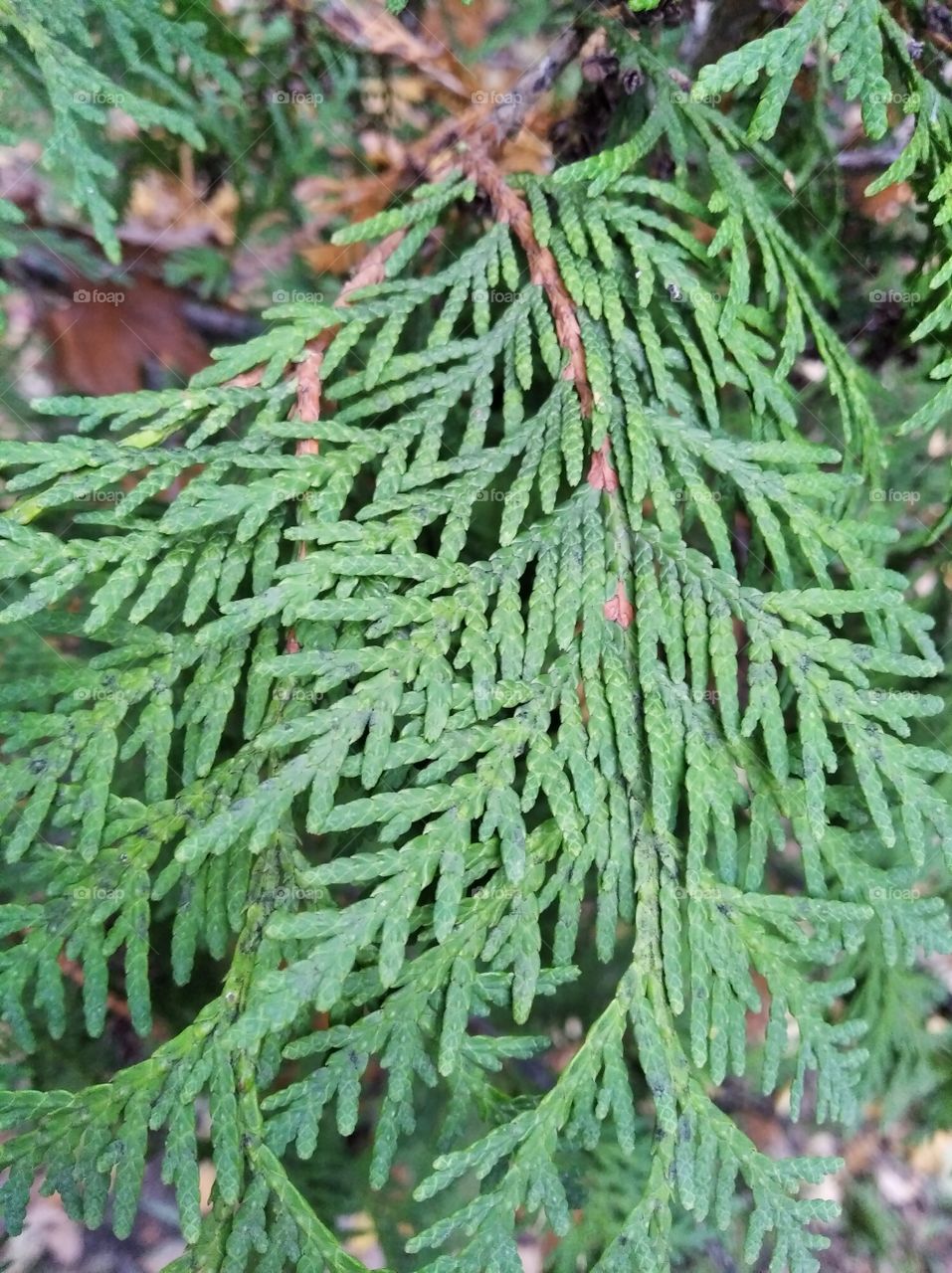 Evergreen fir