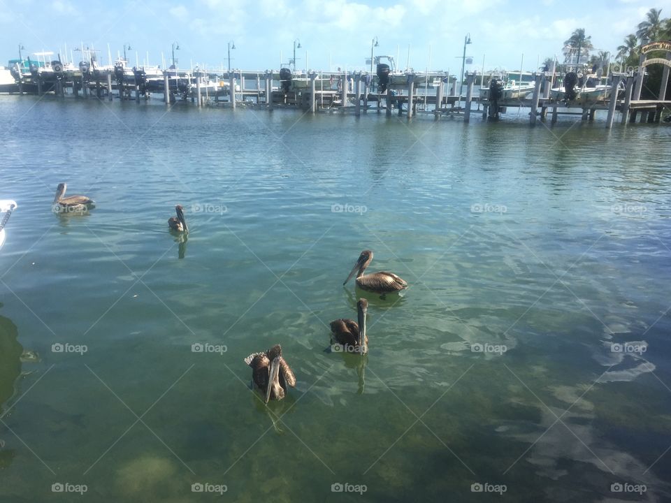 Pelicans 