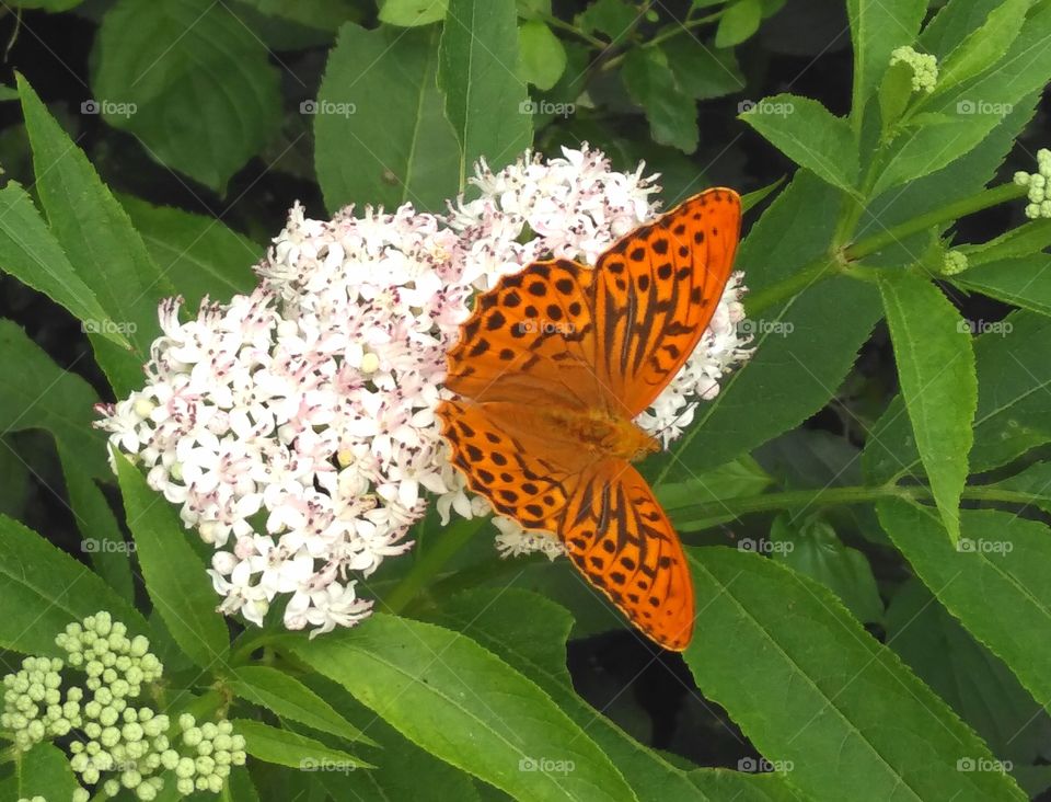 orange Butterfly
