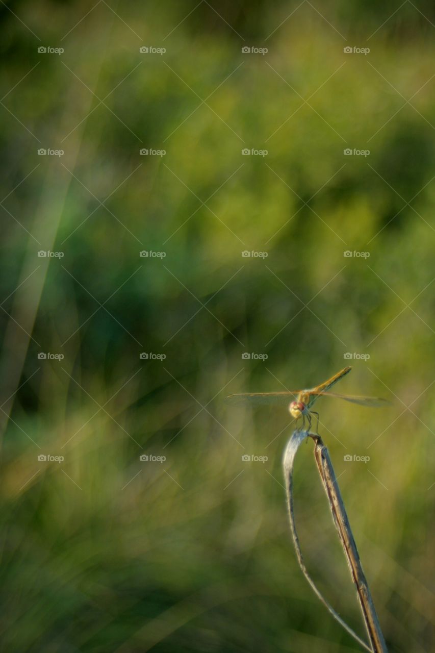 Dragonfly on grass against wind