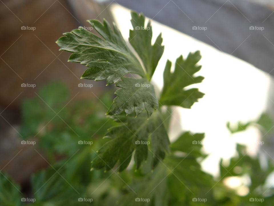 Flat leaf parsley