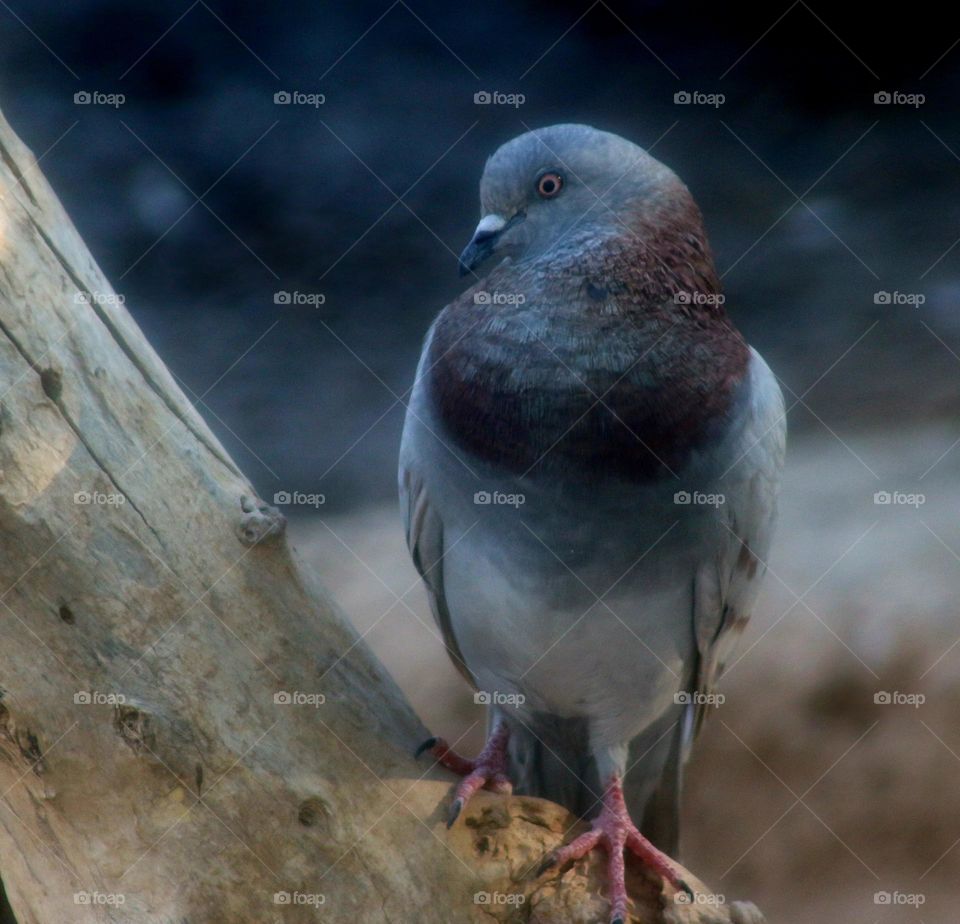 Pigeon on a Log