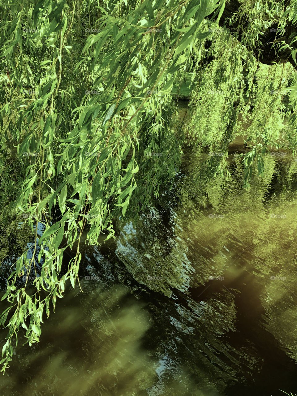 Weeping willow in the water