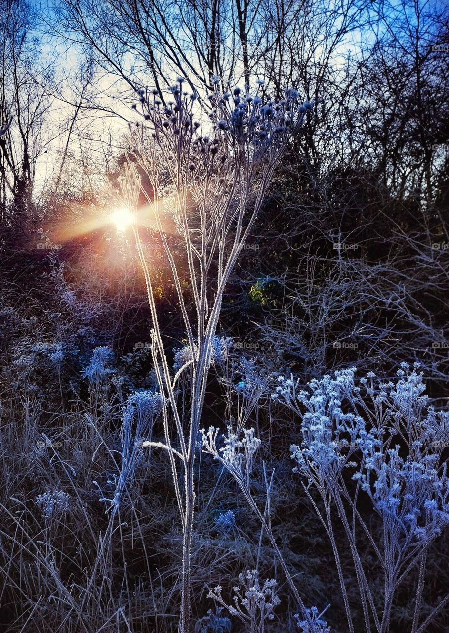 A mixture of dried flower heads and seedpods encrusted with frost glistening in a shaft of golden sunlight