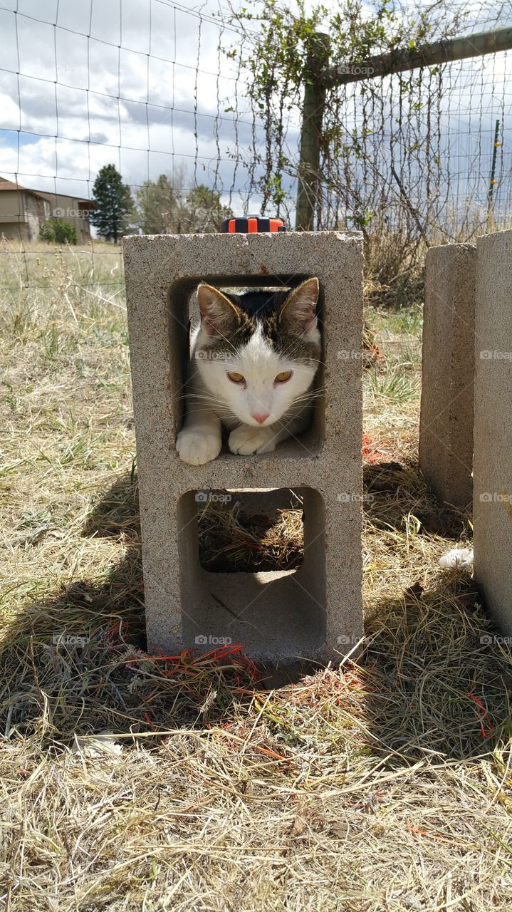 cat in a cinder block