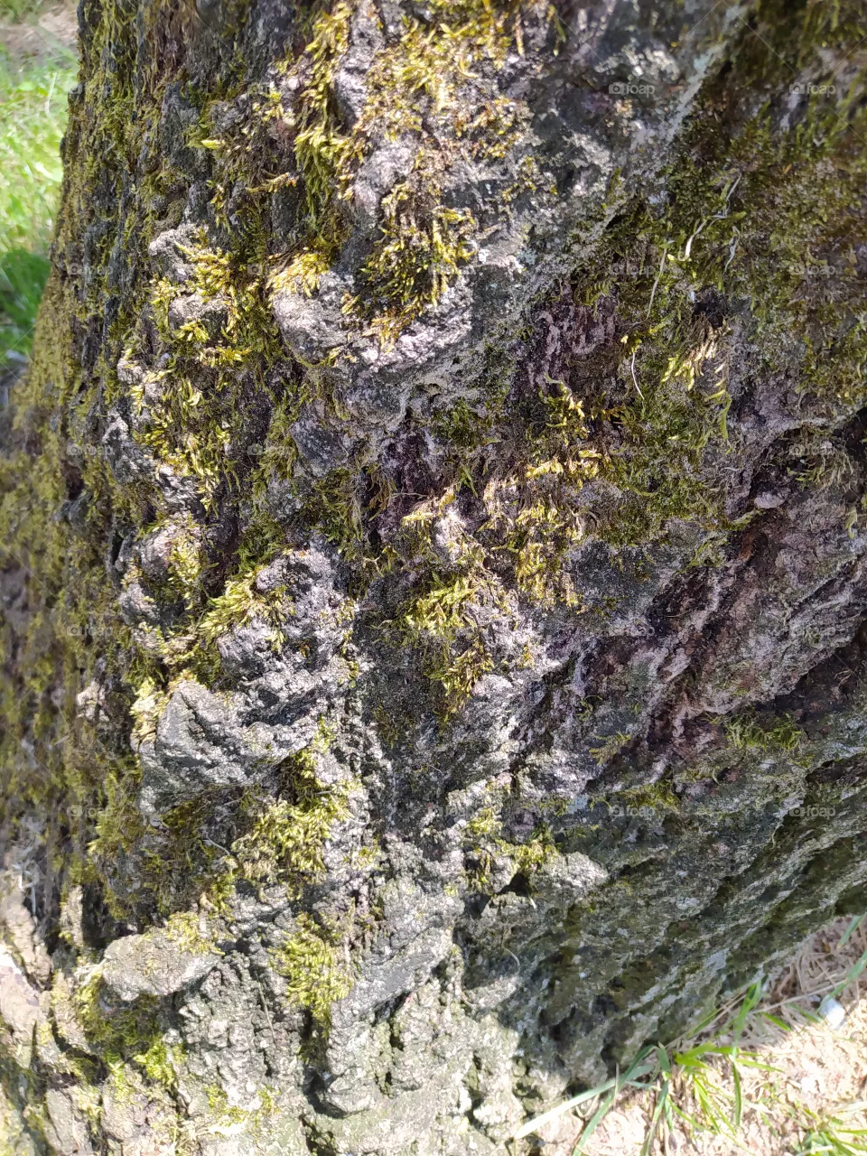tree stump