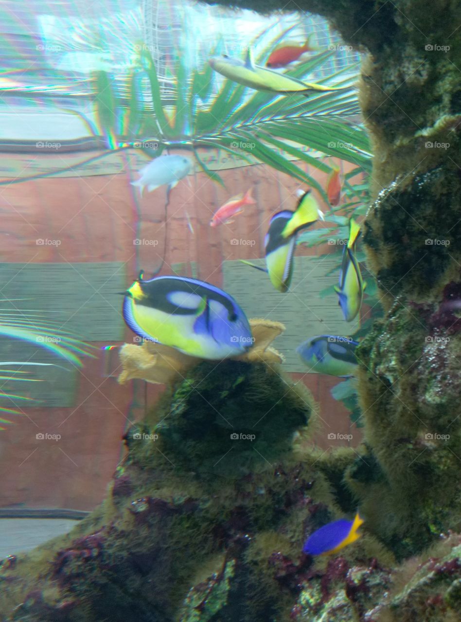 dory