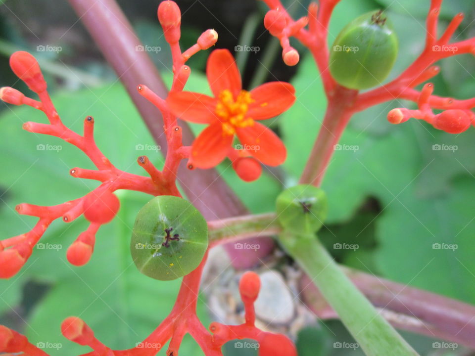 wild neon plant