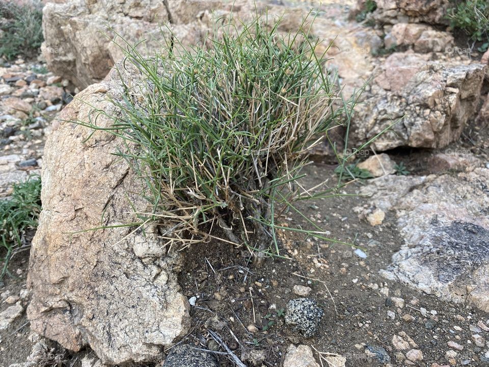 Amazing photo for desert 🌵