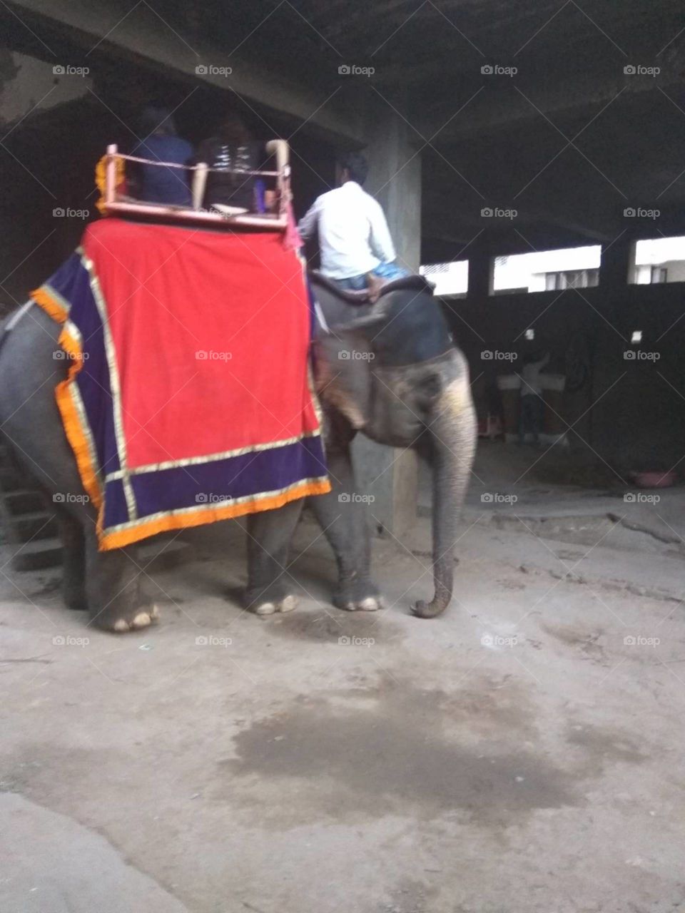 Elephant for ride