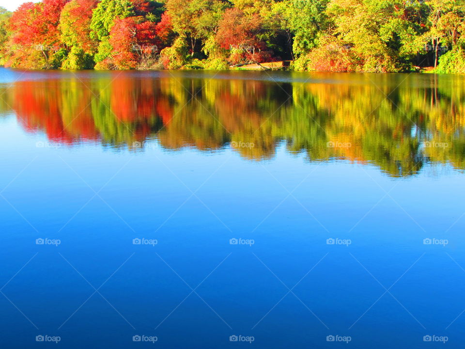 Autumn trees reflection in lake