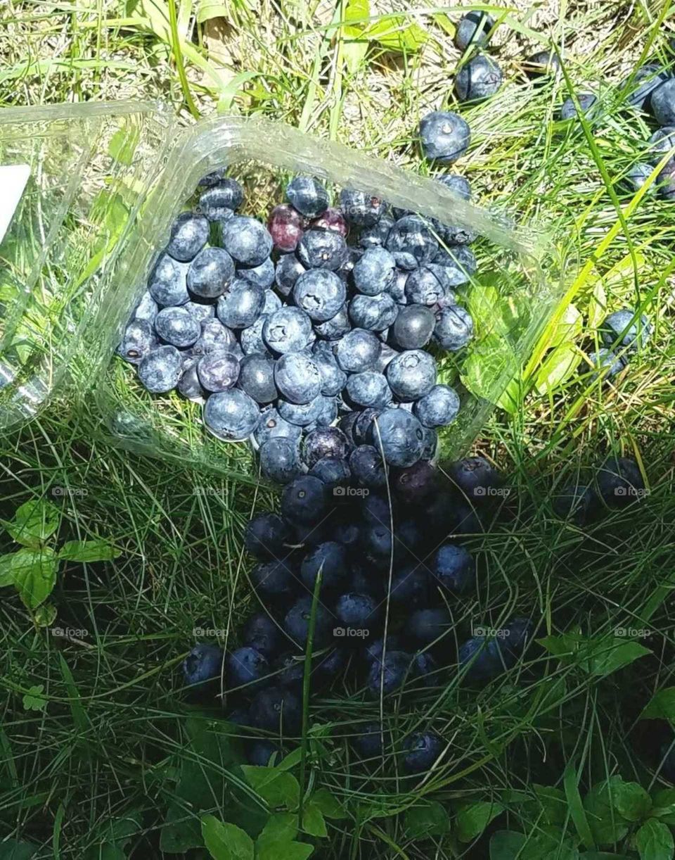 Fallen blueberries