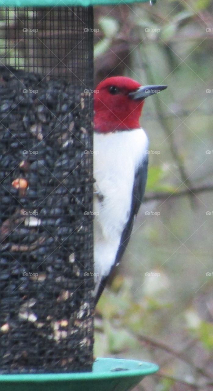 Ohio Red headed woodpecker