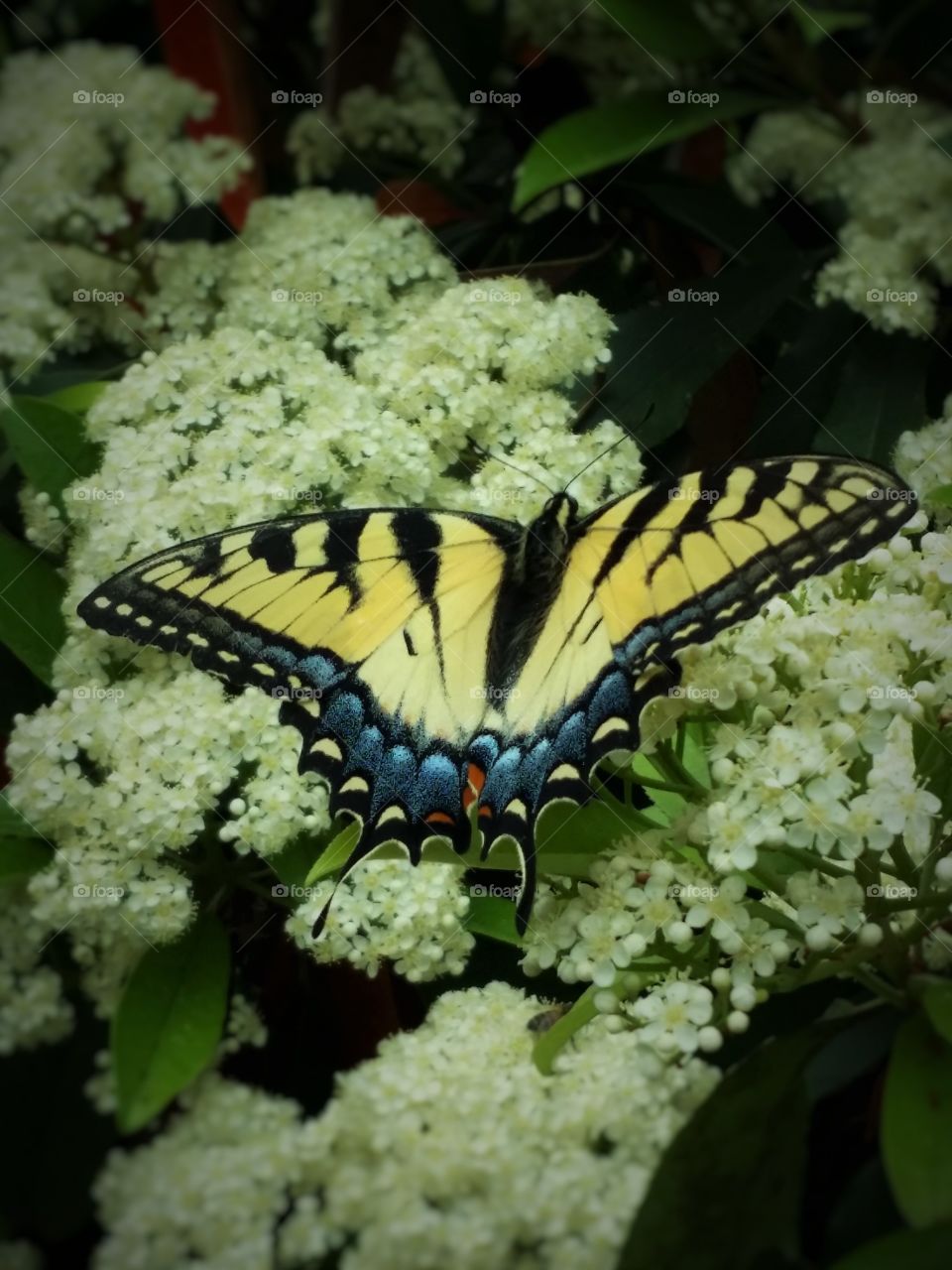 Yellow Butterfly