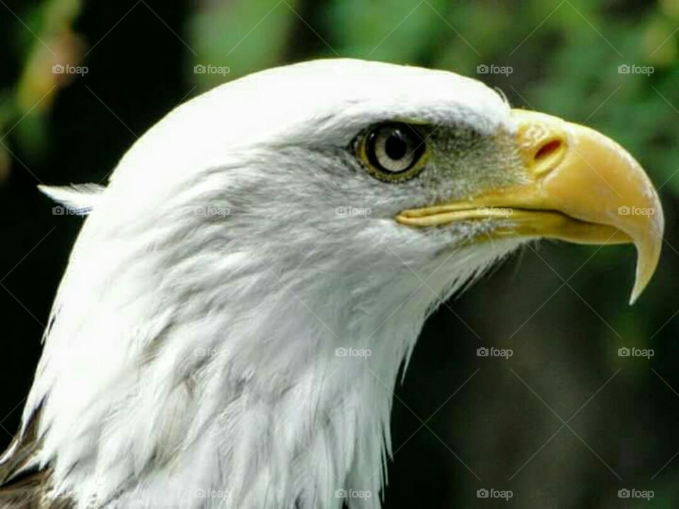 Bald Eagle, British Columbia