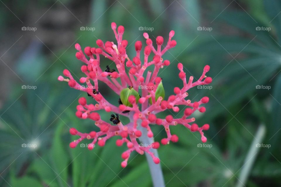 Jatropha flower