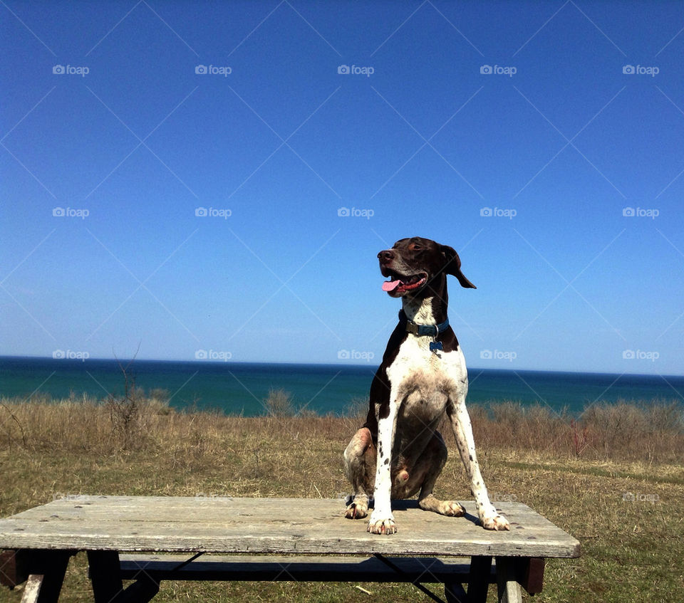 German Shorthaired Pointer