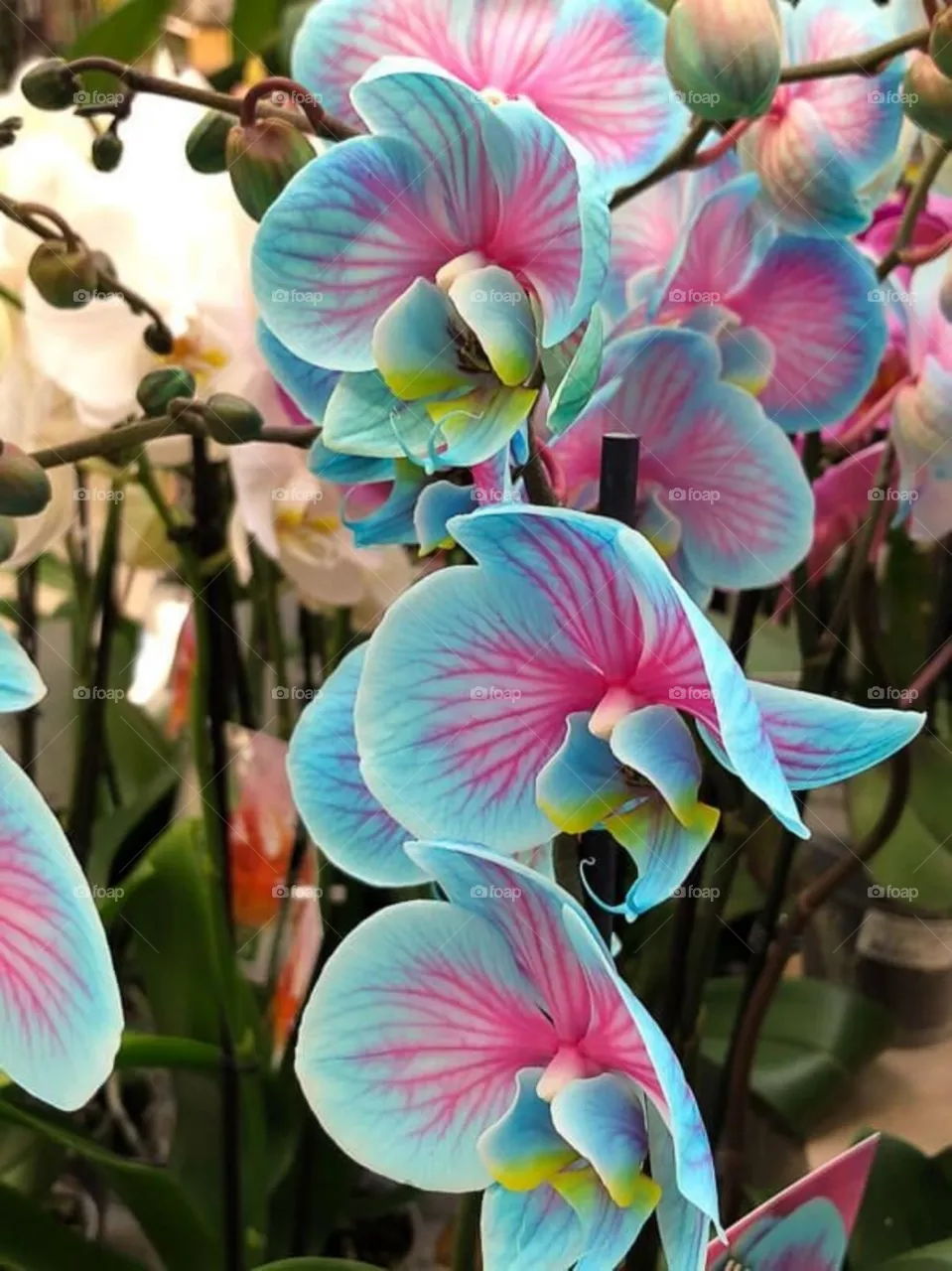 Beautiful flower and colors