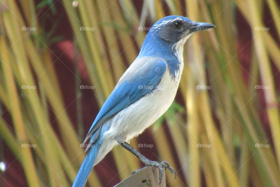 Blue Jay on post