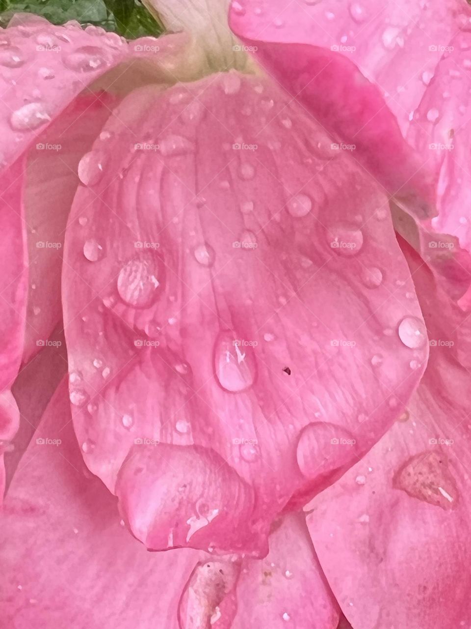 Raindrops on petal