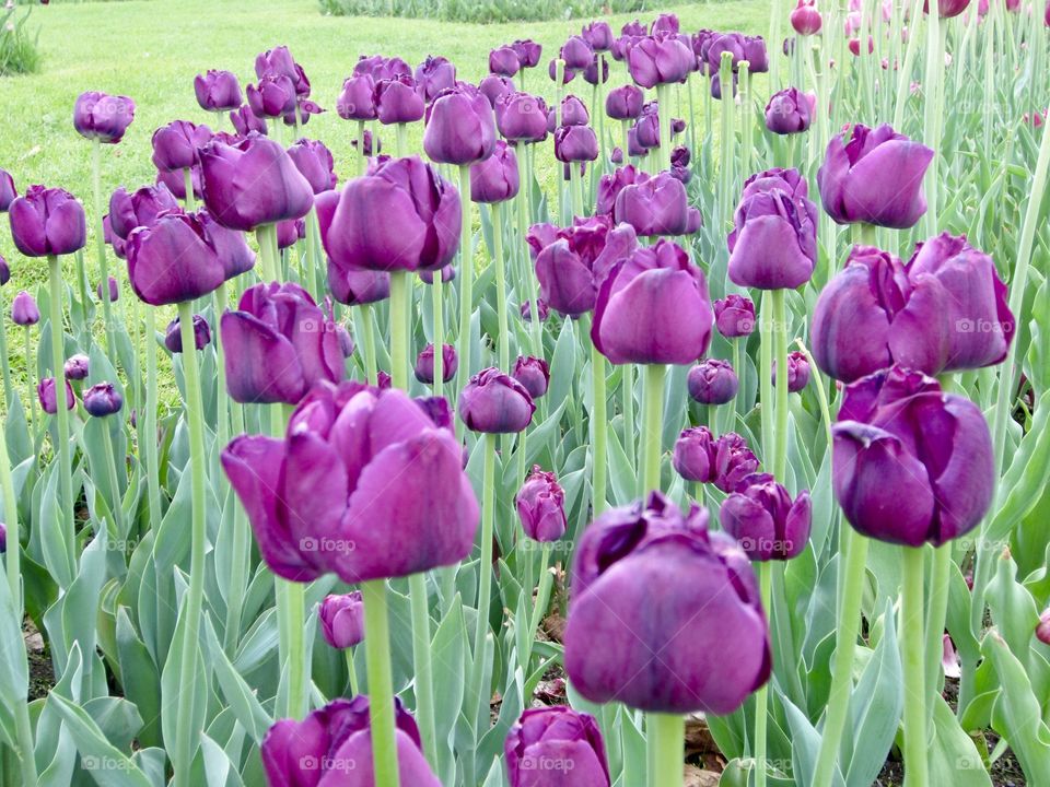 Tulips