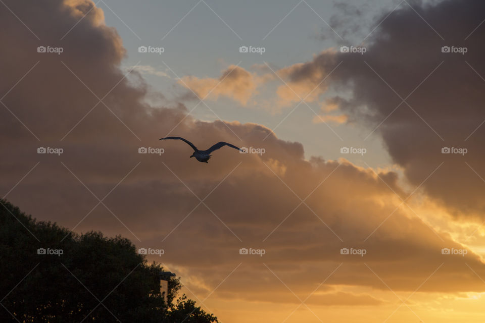 Storm clouds - bird flying 