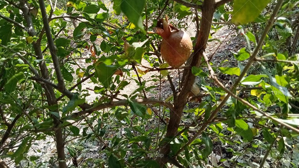 Fresh and sweet, tasty pomegranate